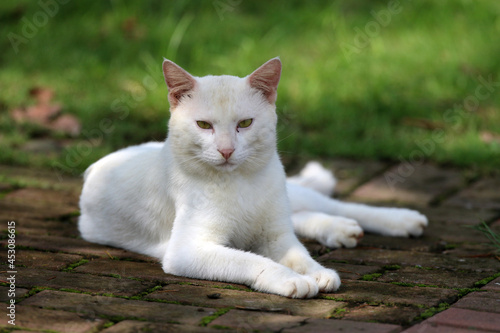 Stray cats in a park in Huai 'an, Jiangsu Province, China