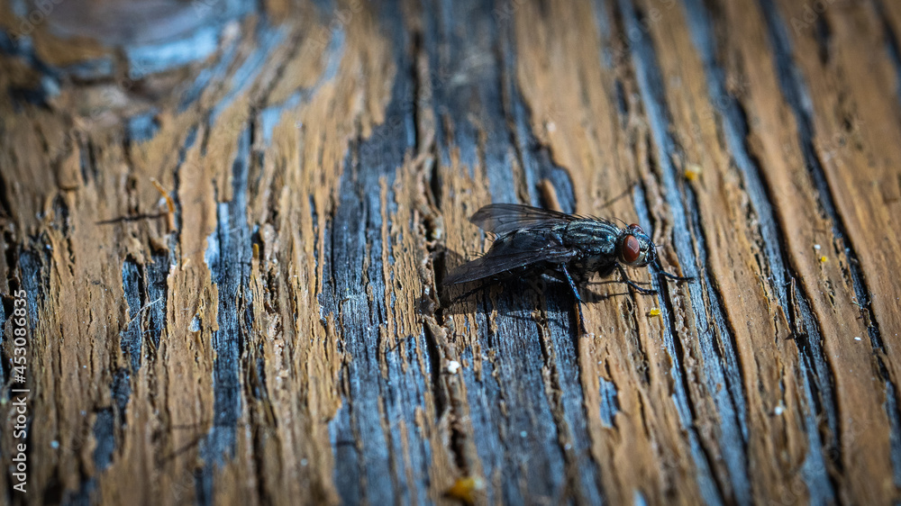 Fototapeta premium mosca trentina