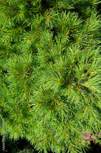 Texture and pattern of evergreen plants.
