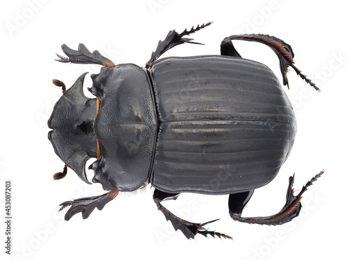 Synapsis yunnanus Arrow, 1933, Scarabaeinae, dung beetle