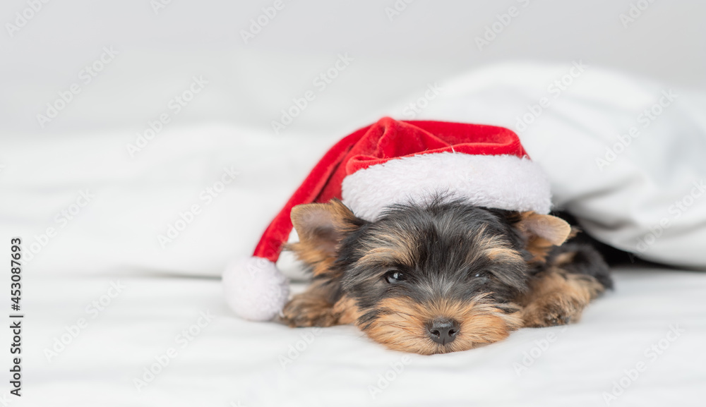 Cute Yorkshire terrier puppy wearing red santa hat lying on a bed under white blanket at home. Empty space for text Cute Yorkshire terrier puppy wearing red santa hat lying on a bed under white blanket at home. Empty space for text