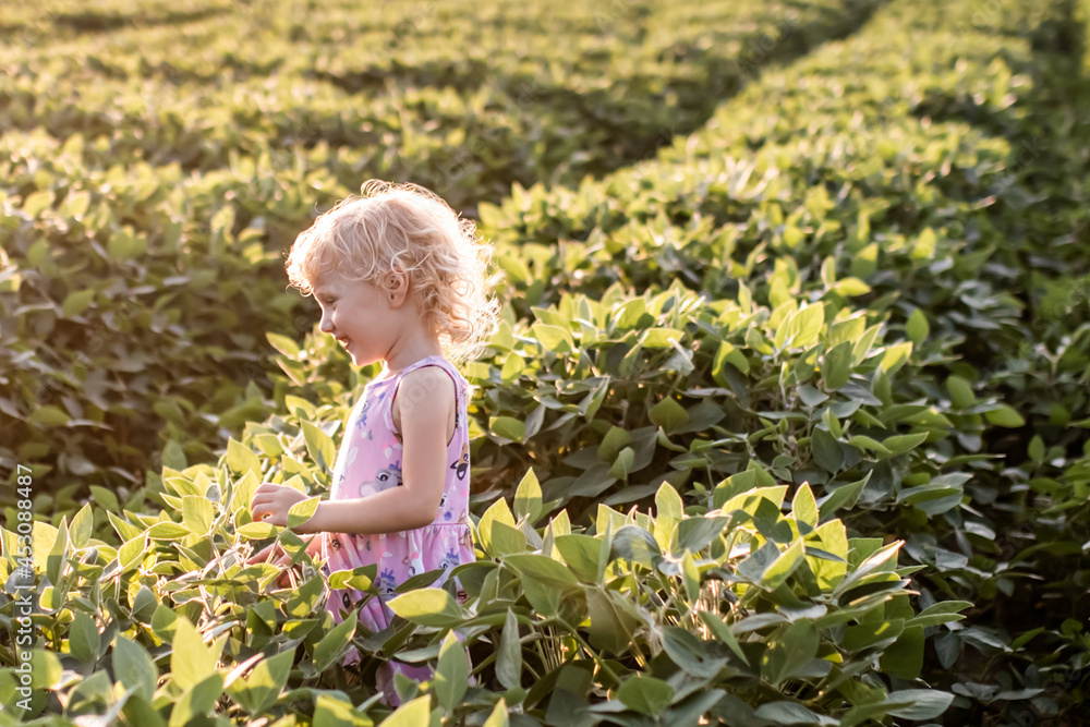 little beautiful girl in tall soybean bushes. Soybean harvest in farmer's field