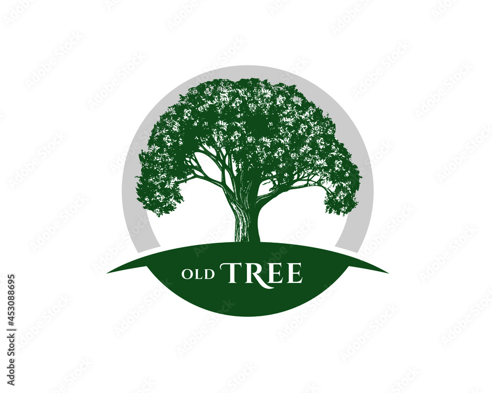 Fototapeta premium Vintage Old Oak Maple Tree logo design 