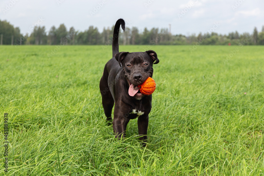 American Pit Bull Terrier plays with a ball on a green field. The puppy is on an active walk. Dog training American Pit Bull Terrier plays with a ball on a green field. The puppy is on an active walk. Dog training