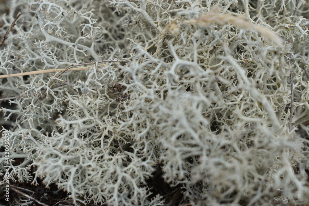 White Moss on the forest floor White Moss on the forest floor