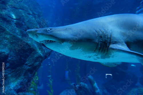 Shark in Siam Ocean World