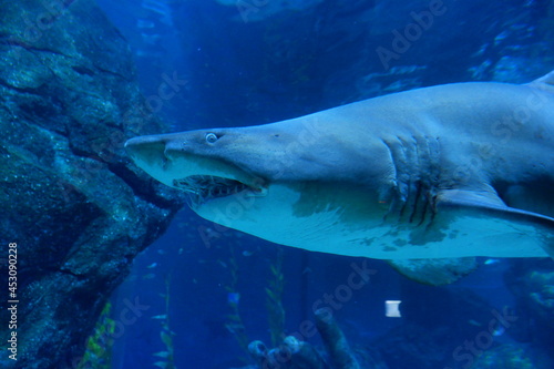 Shark in Siam Ocean World