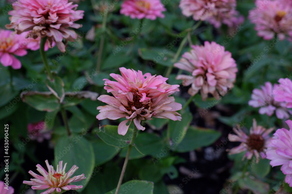 flower ib park flower ib park