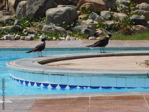 sooty gull Ichthyaetus hemprichii and white-eyed gull Ichthyaetus leucophthalmus is a small gull that is endemic to the Red Sea
birds by the pool in resort hotel pool in Egypt photo