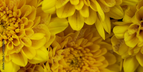 Chrysanthemen - close up © Jessica