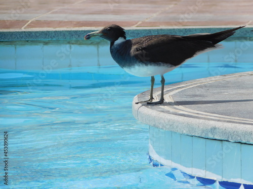 sooty gull (Ichthyaetus hemprichii) is a species of gull in the family Laridae, also known as the Aden gull or Hemprich's gull. photo