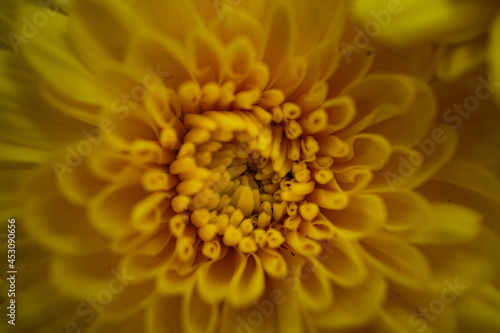 Chrysanthemenbl  te - close up