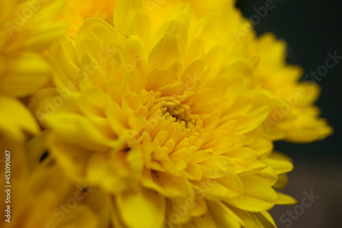 Chrysantheme - close up