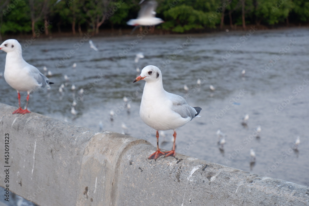 Seagull, Bang Pu, Samut Prakan, Thailand Seagull, Bang Pu, Samut Prakan, Thailand