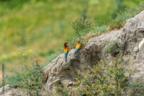 colorful bee eaters in grass