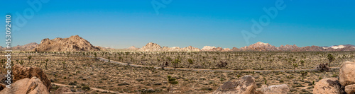 landscape with joshua trees in the desert