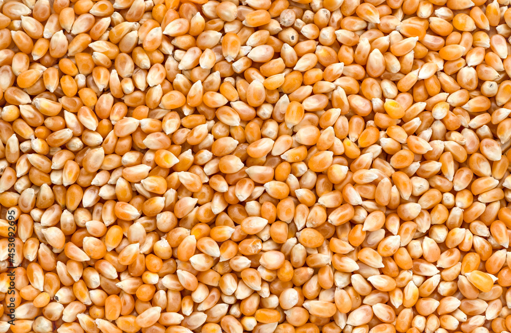 Abstract corn seed texture background
