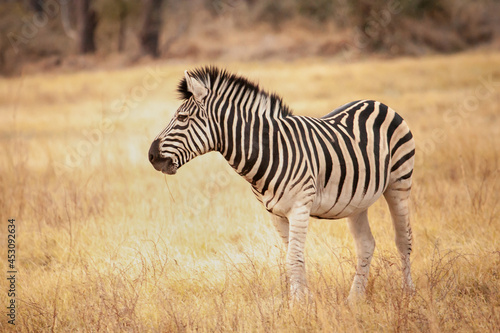 wild zebra from Africa walking through the savanna in Botswana  Africa