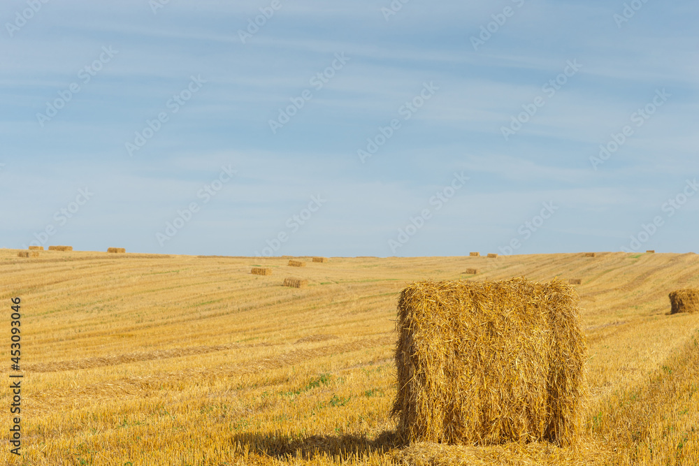 Fototapeta premium the stacks on the field with straw and sheaves on the horizon