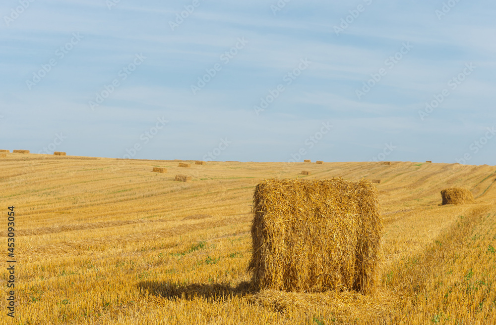 Fototapeta premium the stacks on the field with straw and sheaves on the horizon