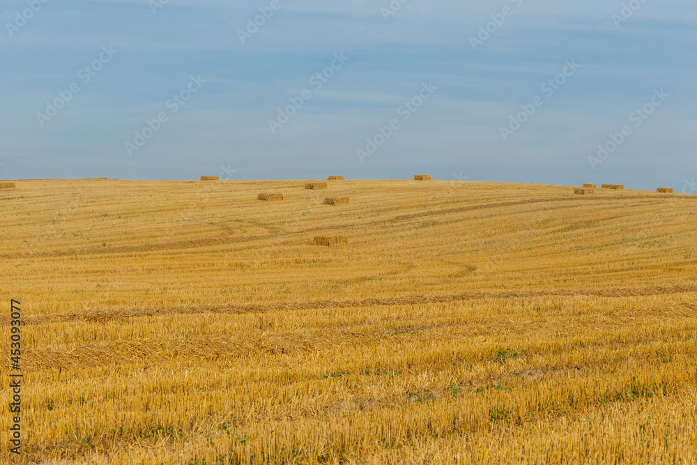 the field with straw and sheaves on the horizon