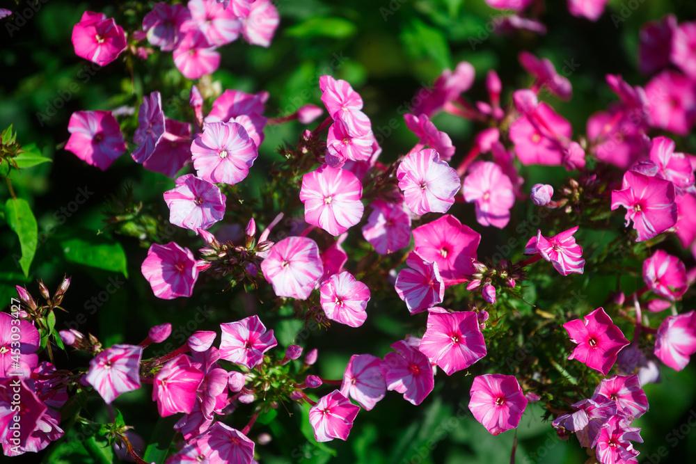 The flowers on the flowerbed in the garden The flowers on the flowerbed in the garden