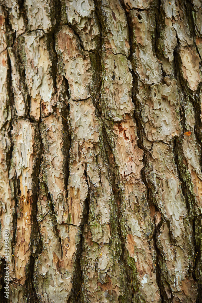 Obraz premium bark of a tree, texture