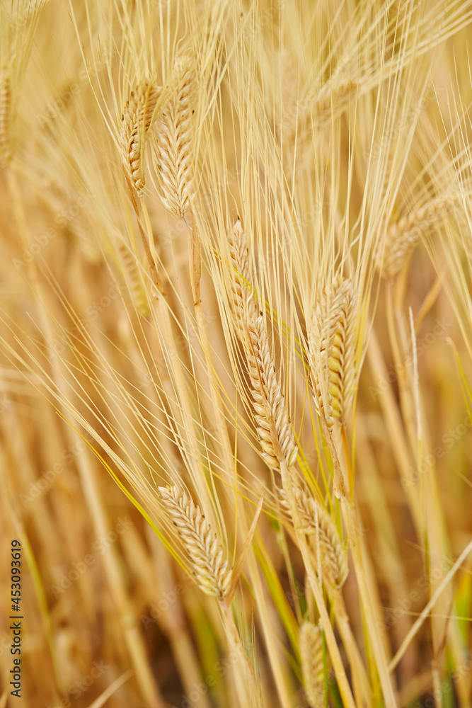 Fototapeta premium golden wheat field