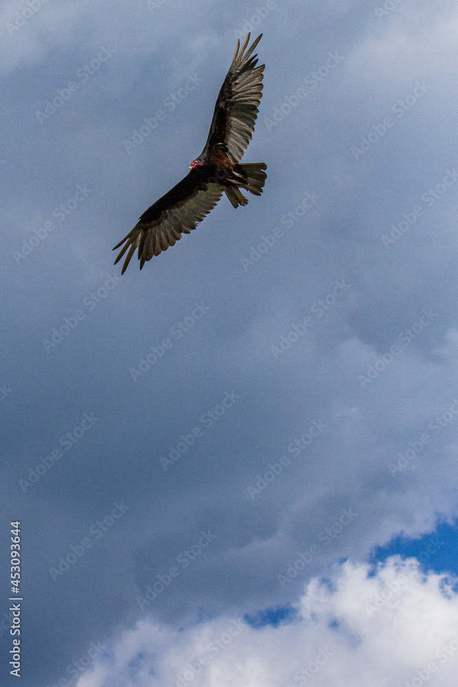 Obraz premium Turkey vulture
