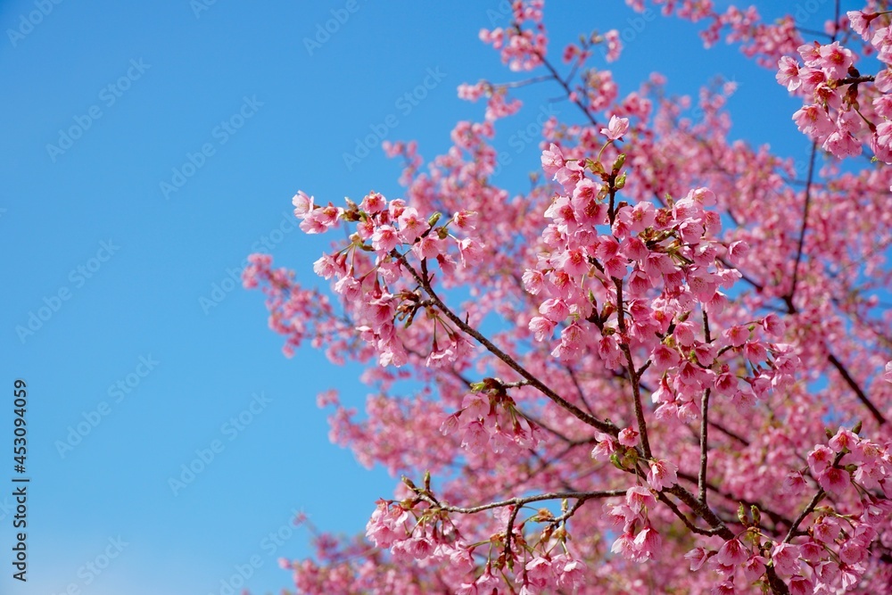 河津桜