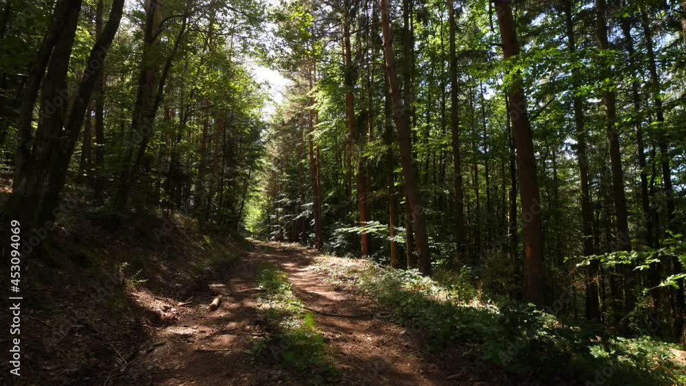 Ground road in forest at hill side, bright sun light break through tree leaves. Beautiful nature at Vosges mountains in Kintzheim commune. Popular area for hiking and walking tourism Ground road in forest at hill side, bright sun light break through tree leaves. Beautiful nature at Vosges mountains in Kintzheim commune. Popular area for hiking and walking tourism