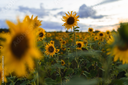 lonely sunflower in a flower field evening light green yellow blue sunset sky
