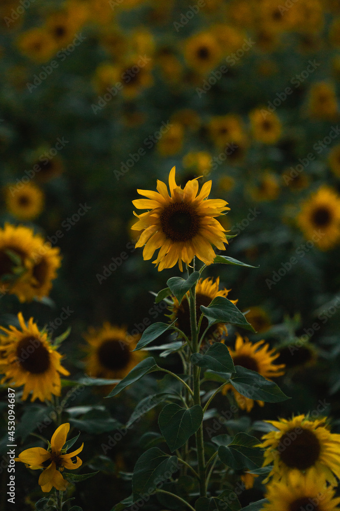 lonely sunflower in a flower field evening light green yellow lonely sunflower in a flower field evening light green yellow