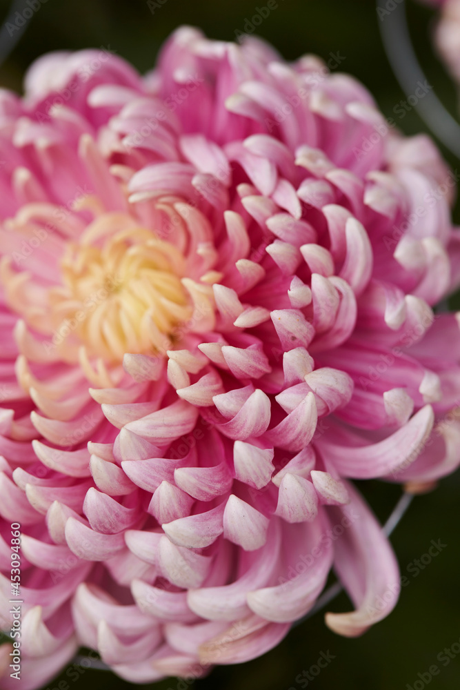 close up of pink chrysanthemum close up of pink chrysanthemum