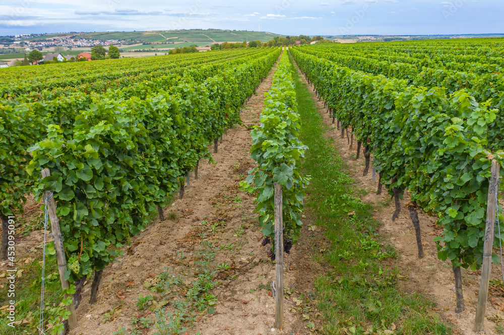 View from slightly above onto the rows of a vineyard in Rheinhessen / Germany 
