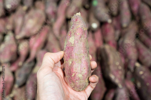 Selective focus and close-up of a hand holding a fresh organic purple sweet potato showing to camera with a blurred background of many purple sweet potatoes on shelves in supermarket vegetable section