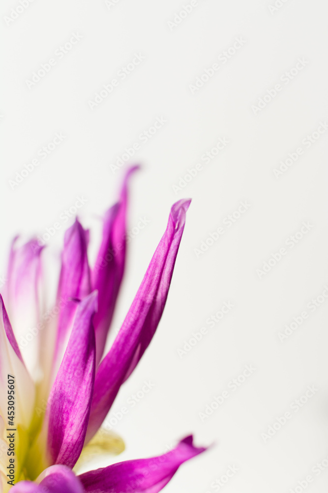Macro dahlia purple petals with white background
