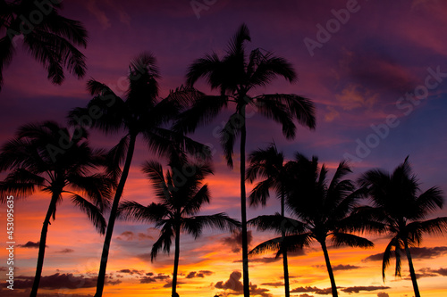 Rainbow Hawaiian cloudy sunset with palm tree silhouettes