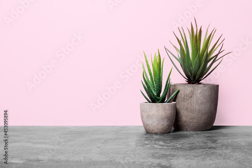 Two aloe plants in grey stone pots on a concrete surface against a pink wall with copy space with a vertical orientation and a bottom composition