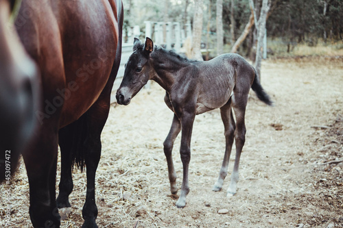 little gray foal in the forest with his mother brown horse