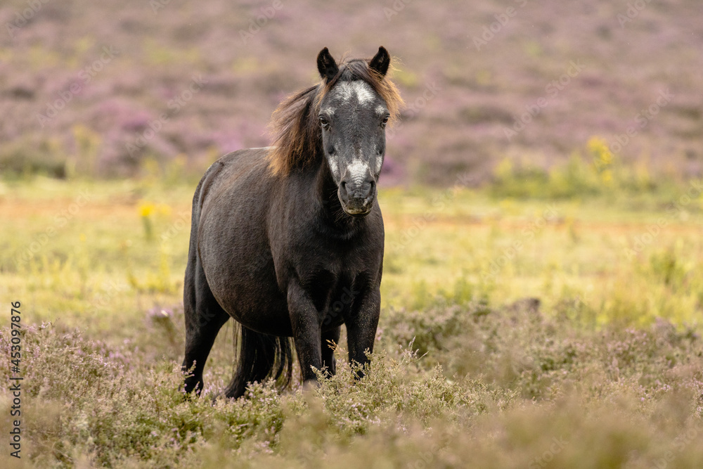 Wild konik pony making eye contact in heather field Wild konik pony making eye contact in heather field