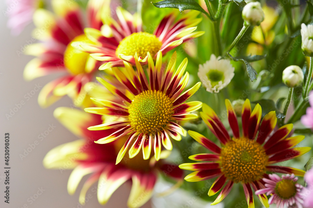 yellow and red flower yellow and red flower