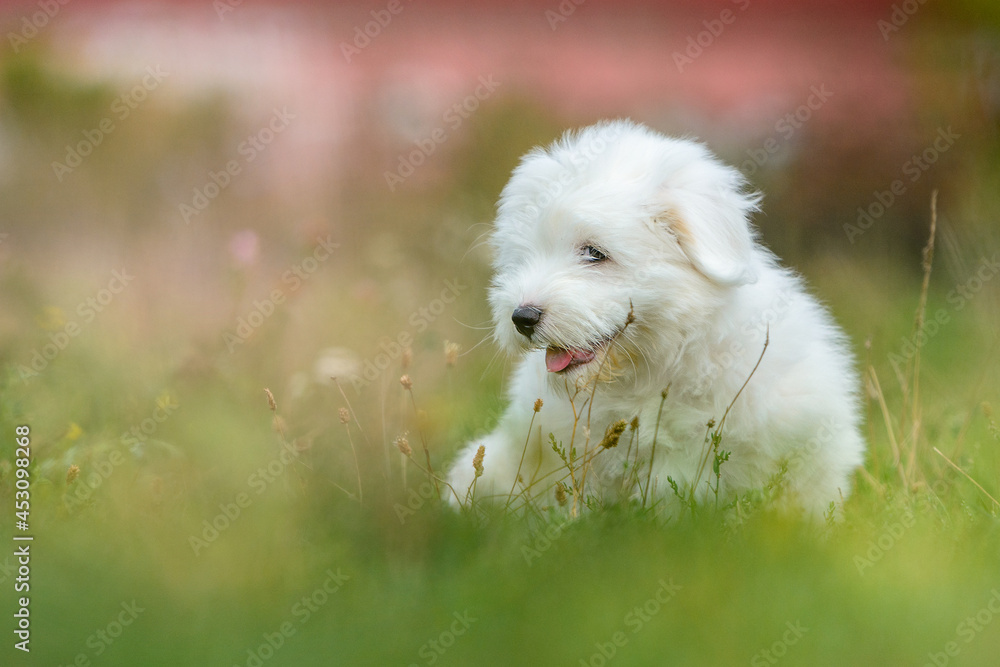 Mały biały piesek szczeniak siedzący w trawie na łące - obrazy, fototapety, plakaty 