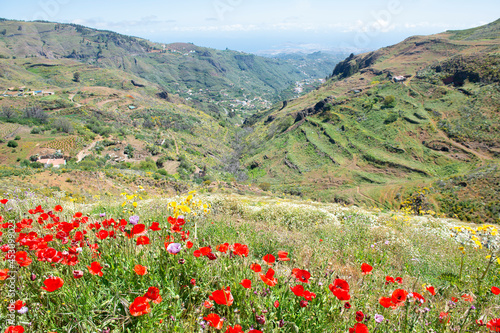 Flowers and mountain world of Gran Canary, Spain