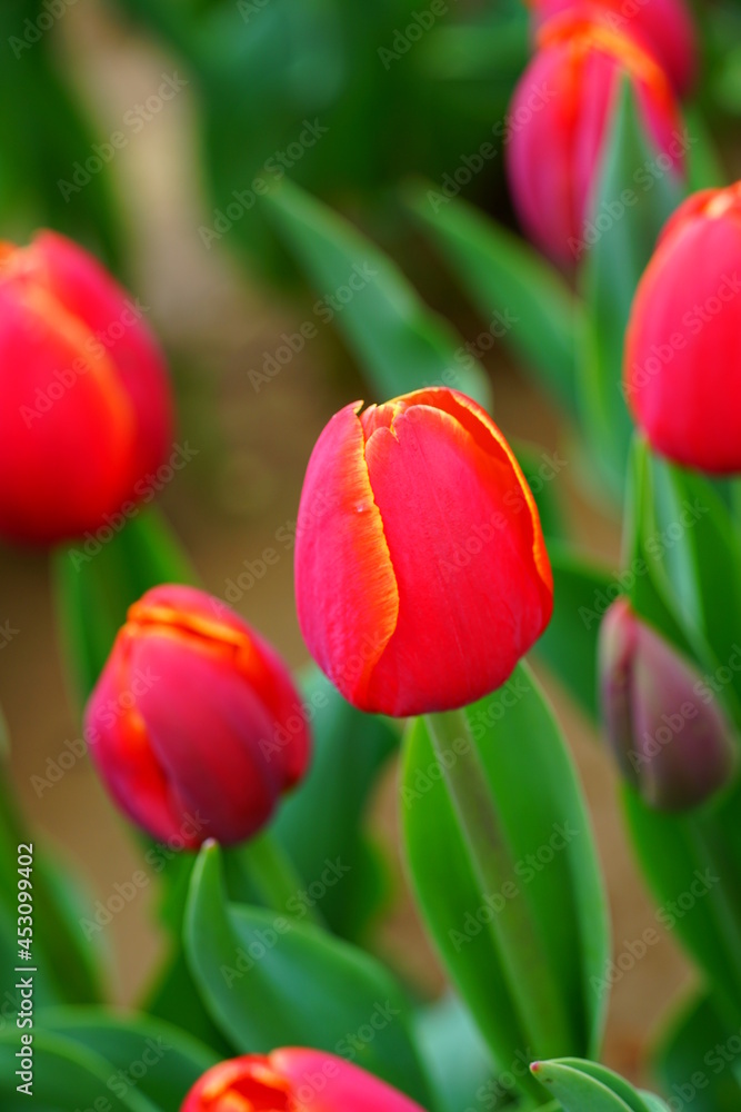 Fototapeta premium Red and yellow tulip flowers growing in the spring garden