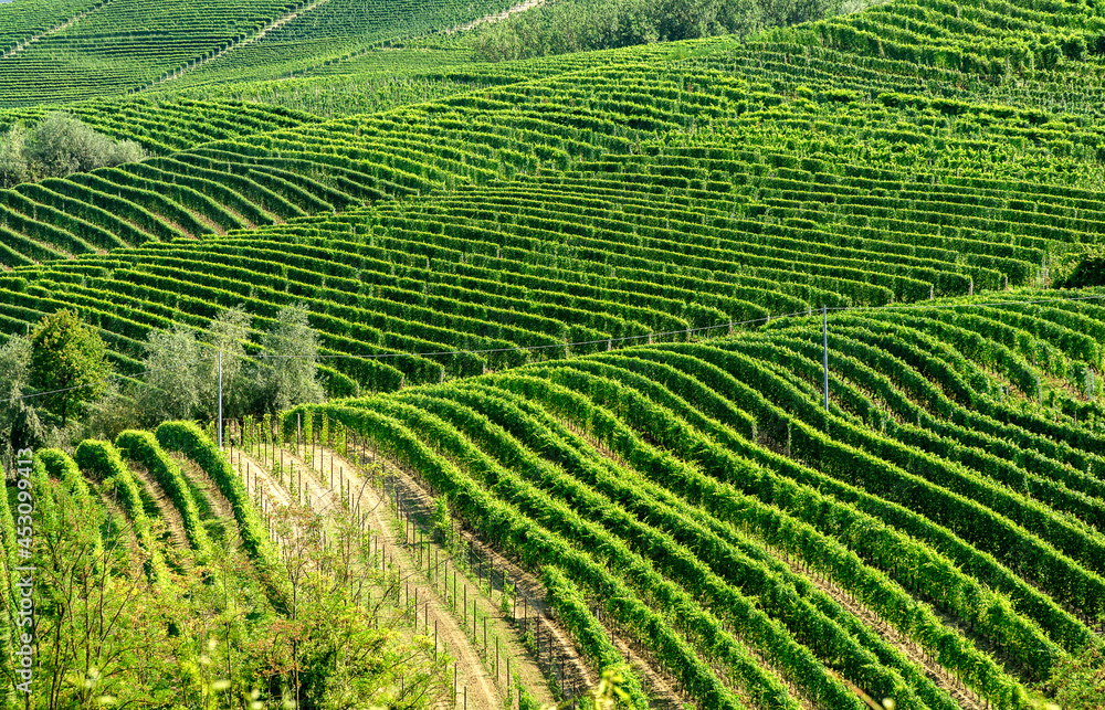 Panoramic view of vineyars and hills. Langhe vineyards, Piedmont, Italy. Photo stock