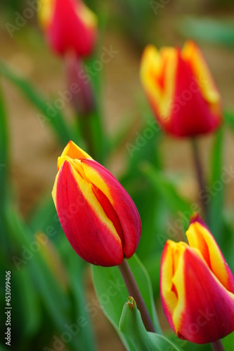 Red and yellow tulip flowers growing in the spring garden