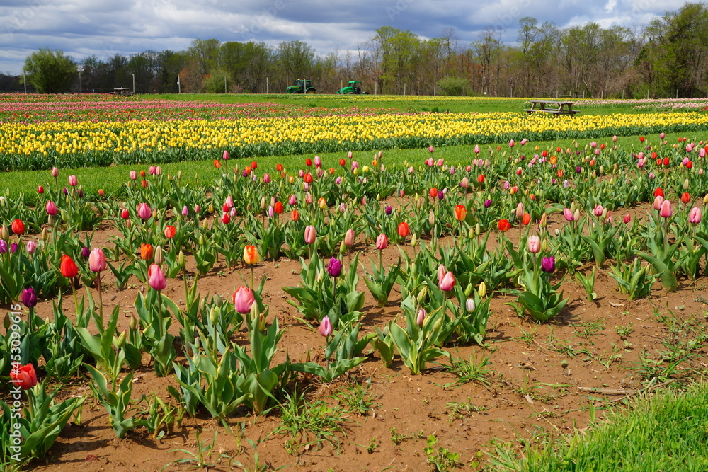 View of a colorful tulip field with flowers in bloom in Cream Ridge, Upper Freehold, New Jersey, United States View of a colorful tulip field with flowers in bloom in Cream Ridge, Upper Freehold, New Jersey, United States