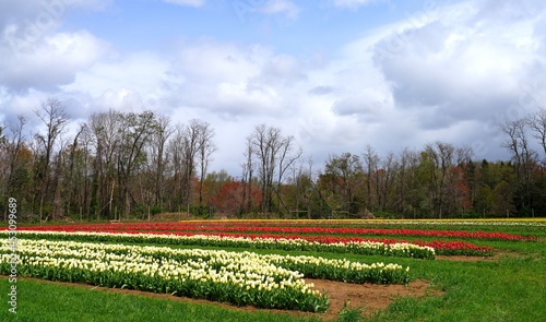 View of a colorful tulip field with flowers in bloom in Cream Ridge  Upper Freehold  New Jersey  United States