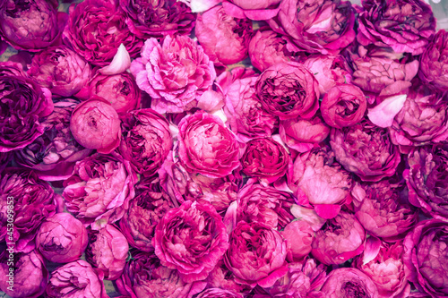 rose background